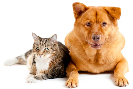 Assisting Animals Sessions for Cats & Dogs